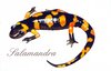 salamandra